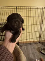 Chocolate female , a female Yorkipoo for sale in Cornville, ME – Photo 3 of 6