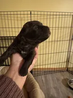 Chocolate female , a female Yorkipoo for sale in Cornville, ME – Photo 2 of 6