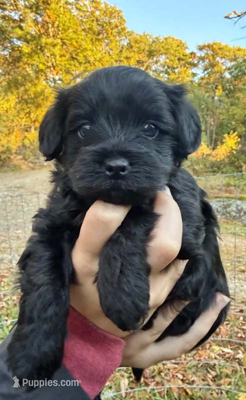 Alvin (orange ) – Yorkipoo puppy for sale in Bucksport, ME
