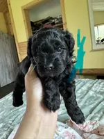 Evies boy blue , a male Yorkipoo for sale in Cornville, ME – 3 of 8