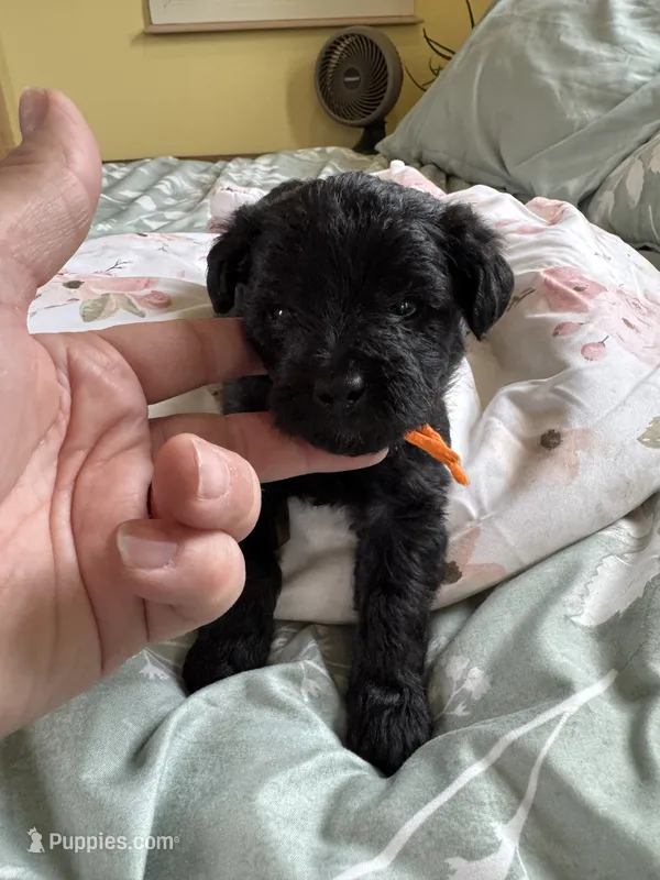 Evies boy 3 orange  – Yorkipoo puppy for sale in Cornville, ME