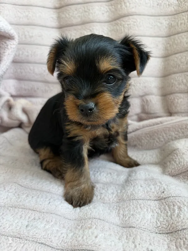 Emmy  – Yorkshire Terrier puppy for sale in Bucksport, ME