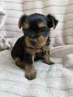 Emmy , a female Yorkshire Terrier for sale in Bucksport, ME – 1 of 1