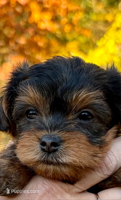 Theodore ( green) – Yorkipoo puppy for sale in Bucksport, ME
