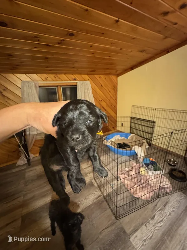Evies boy 2 turquoise – Yorkipoo puppy for sale in Cornville, ME