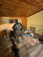Evies boy 2 turquoise, a male Yorkipoo for sale in Cornville, ME – Photo 1 of 4
