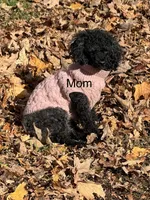 Evies boy 2 turquoise, a male Yorkipoo for sale in Cornville, ME – Photo 2 of 4
