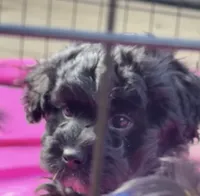 Evies boy blue , a male Yorkipoo for sale in Bangor, ME – 5 of 7