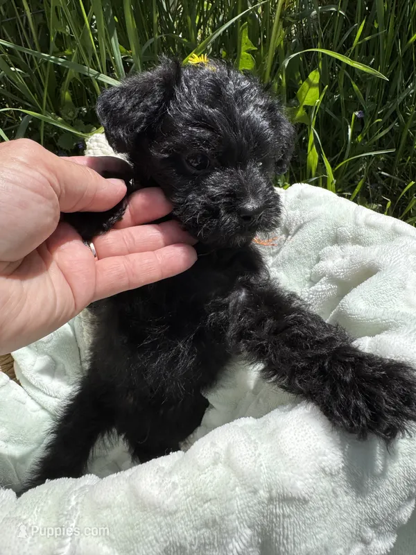 Evies boy 3 orange  – Yorkipoo puppy for sale in Cornville, ME