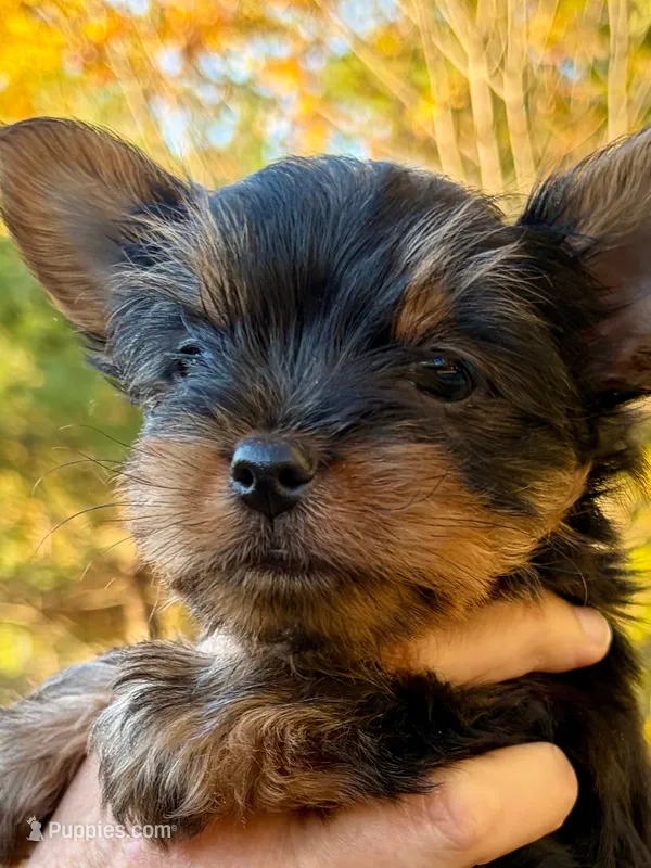 Dallas (red) – Yorkipoo puppy for sale in Bucksport, ME