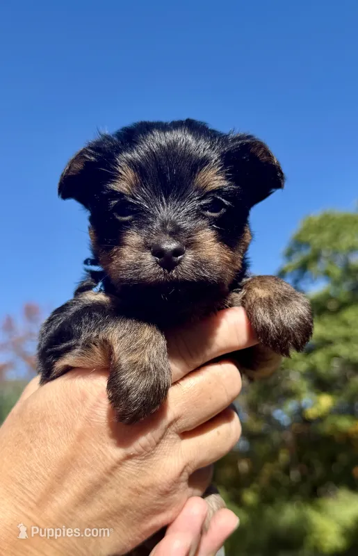 Memphis ( navy) – Yorkipoo puppy for sale in Bucksport, ME
