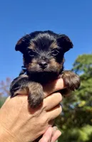 Memphis ( navy), a male Yorkipoo for sale in Bucksport, ME – 1 of 2