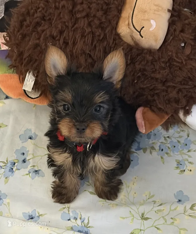 Dallas (red) – Yorkipoo puppy for sale in Bucksport, ME