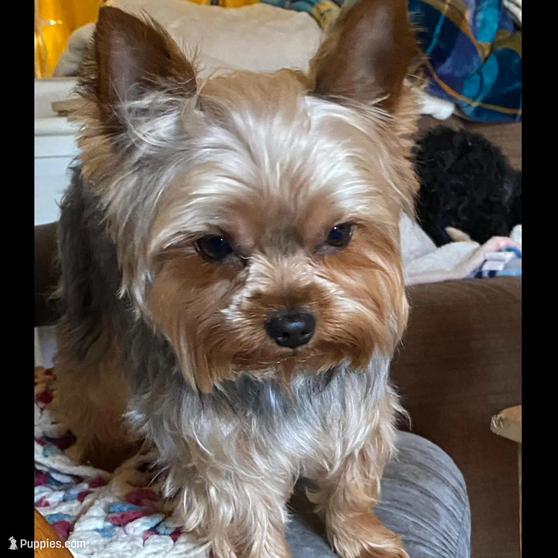 Bree pink collar , a female Yorkshire Terrier for sale in Cornville, ME – Photo 2 of 3