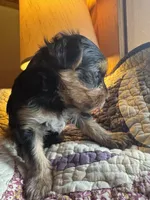 Daisy’s boy 2 yellow, a male Yorkshire Terrier for sale in Bangor, ME – 7 of 9
