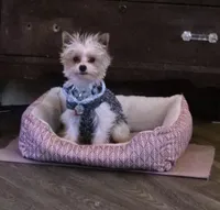 Male , a male Yorkshire Terrier for sale in Cornville, ME – Photo 3 of 3