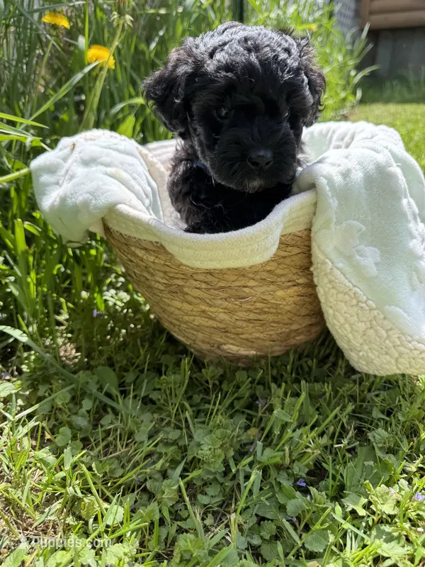 Evies boy 1yellow  – Yorkipoo puppy for sale in Cornville, ME