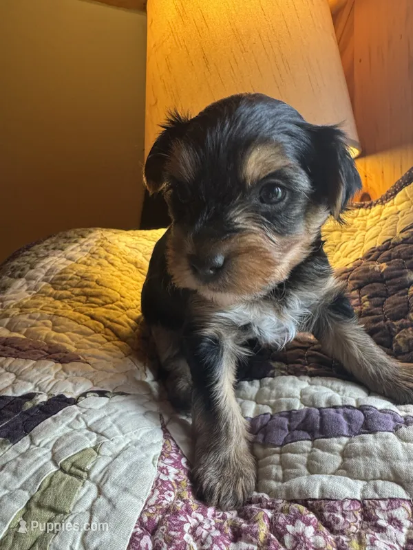 Daisy’s boy 2 yellow – Yorkshire Terrier puppy for sale in Cornville, ME