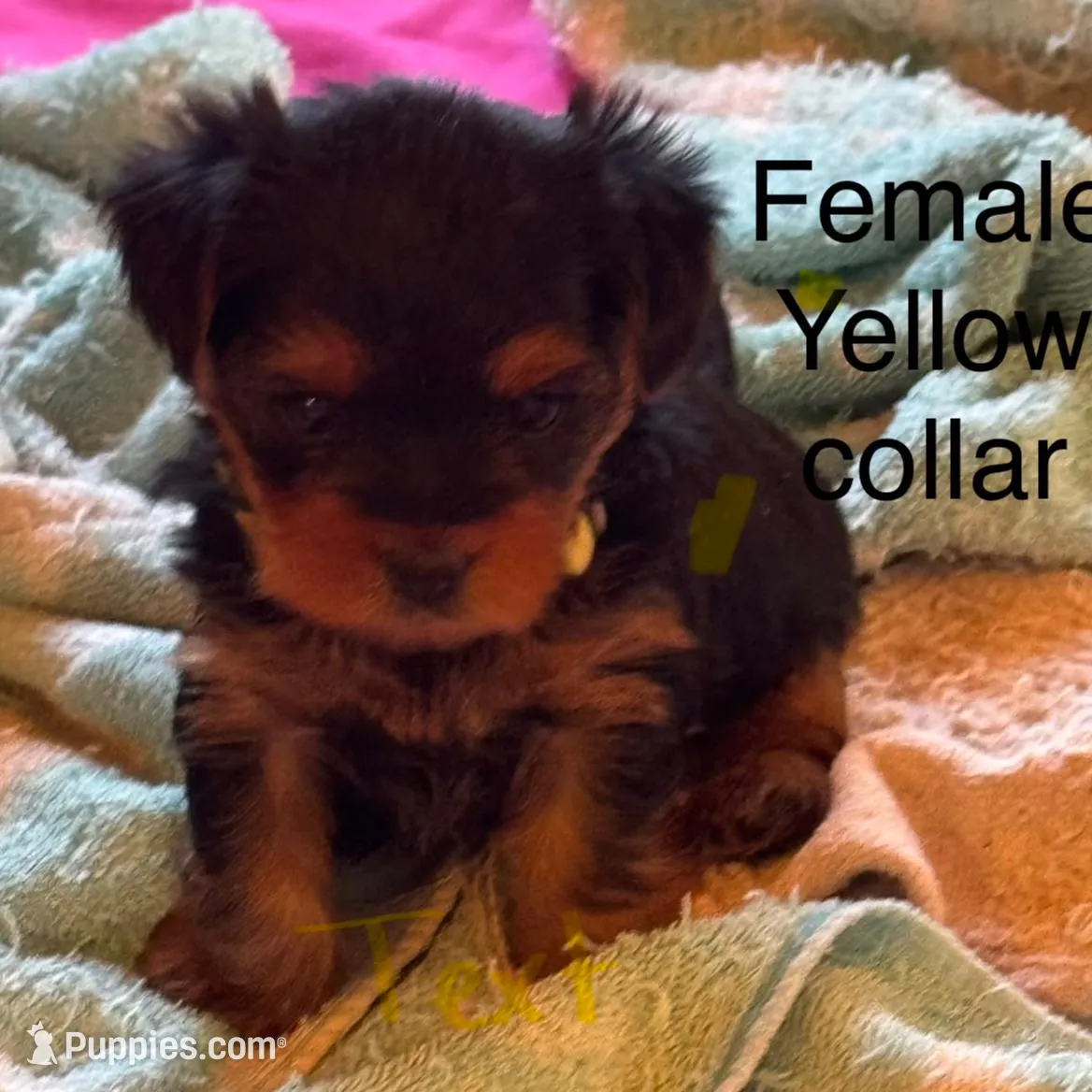 Bella yellow collar female 