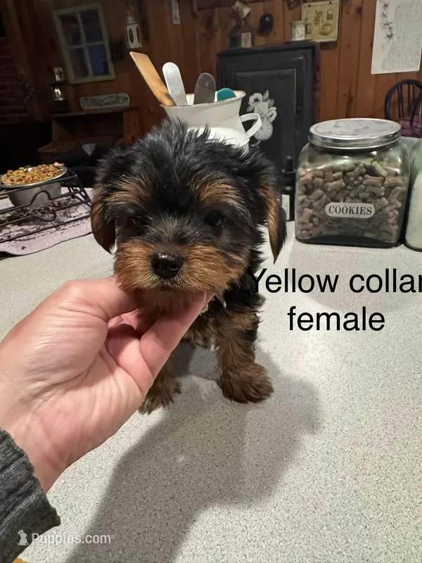 Bella yellow collar female  – Yorkshire Terrier puppy for sale in Cornville, ME
