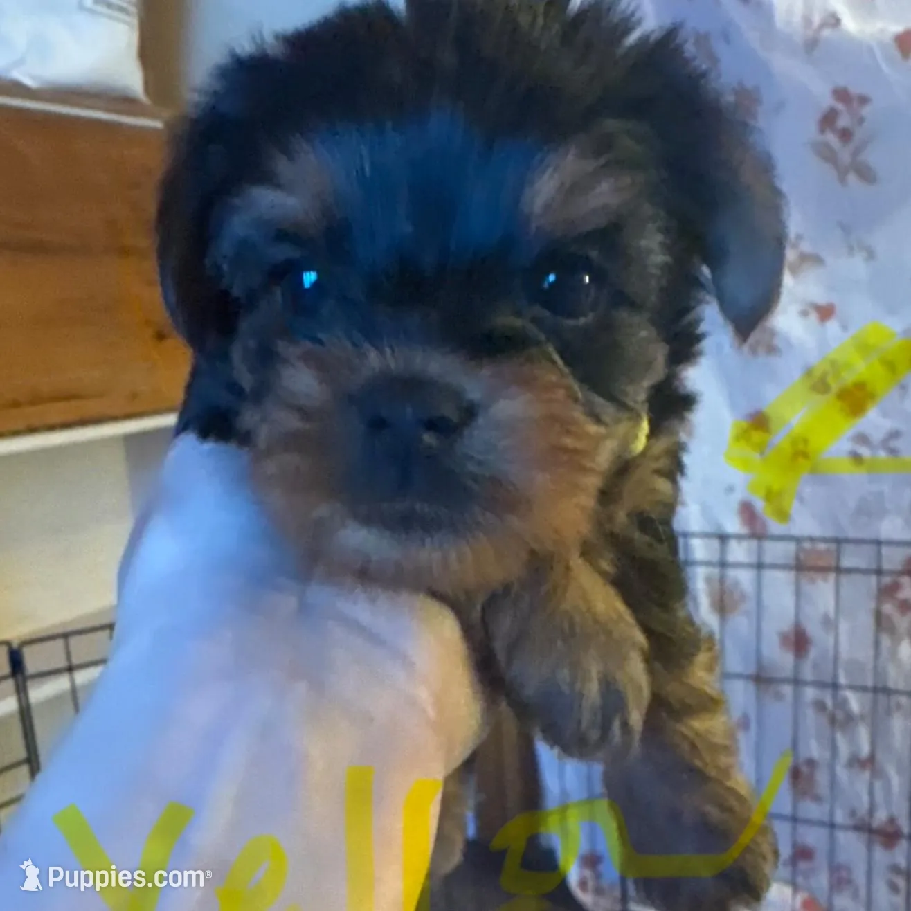 Bella yellow collar female , a female Yorkshire Terrier for sale in Cornville, ME – Photo 2 of 4
