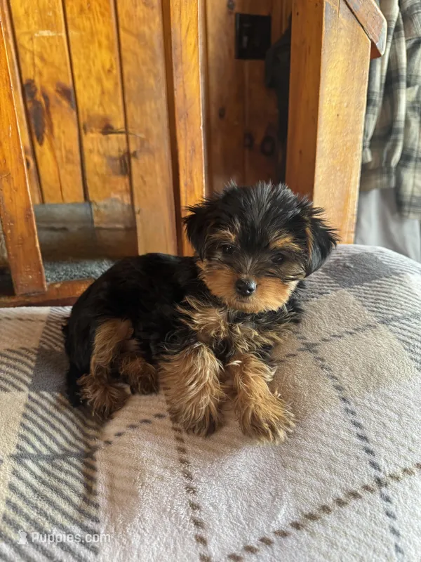 Bella yellow collar female  – Yorkshire Terrier puppy for sale in Cornville, ME