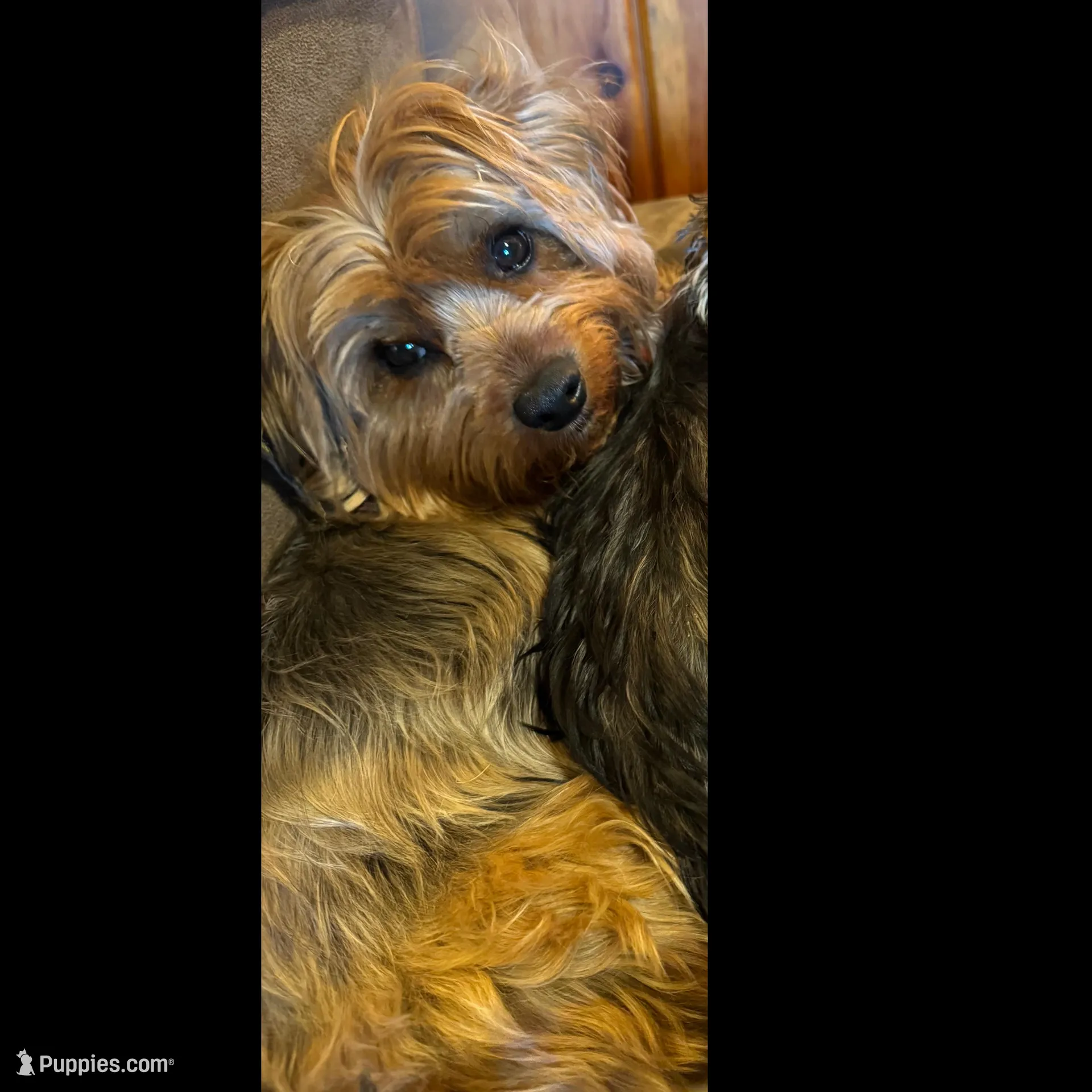 Bella yellow collar female , a female Yorkshire Terrier for sale in Cornville, ME – Photo 4 of 4