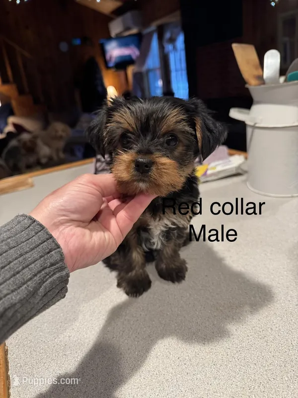 Billie red collar Male  – Yorkshire Terrier puppy for sale in Cornville, ME