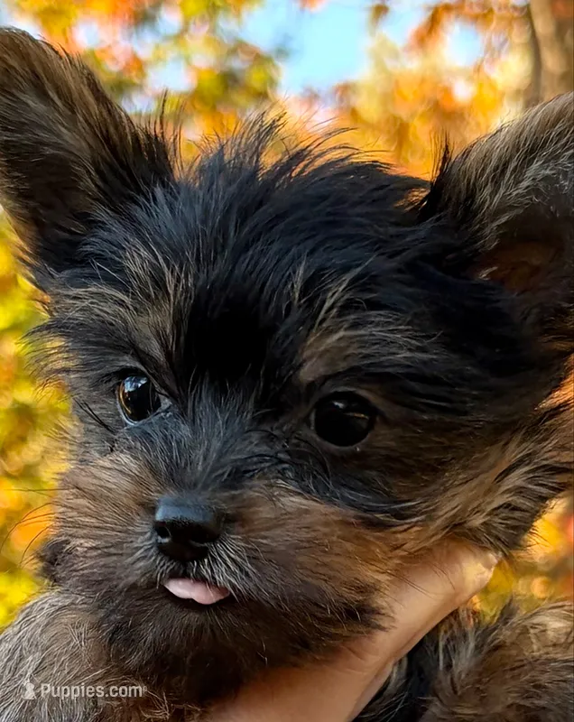 Austin (orange) – Yorkipoo puppy for sale in Bucksport, ME