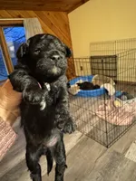 Evies boy 1yellow , a male Yorkipoo for sale in Cornville, ME – Photo 2 of 5
