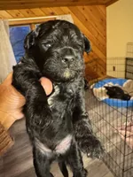 Evies boy 1yellow , a male Yorkipoo for sale in Cornville, ME – Photo 1 of 5