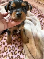 Yorkie , a male Yorkshire Terrier for sale in Bangor, ME – 2 of 3