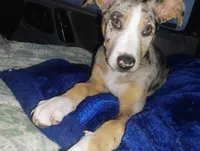 Lilith, a female Catahoula Leopard Dog for sale in Deer Park, WA – Photo 8 of 9