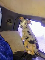 Lilith, a female Catahoula Leopard Dog for sale in Deer Park, WA – Photo 5 of 9