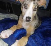 Lilith, a female Catahoula Leopard Dog for sale in Deer Park, WA – Photo 3 of 9