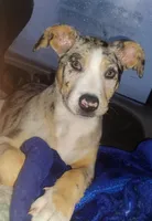 Lilith, a female Catahoula Leopard Dog for sale in Deer Park, WA – Photo 2 of 9