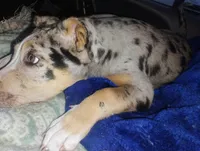 Lilith, a female Catahoula Leopard Dog for sale in Deer Park, WA – Photo 9 of 9