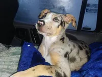 Lilith, a female Catahoula Leopard Dog for sale in Deer Park, WA – Photo 6 of 9