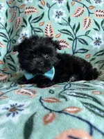 Milo , a male Pomeranian and Shih Tzu for sale in Berrien Springs, MI – 1 of 2