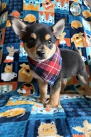 Milo, a male Chihuahua and Pomeranian for sale in Berrien Springs, MI – 2 of 2