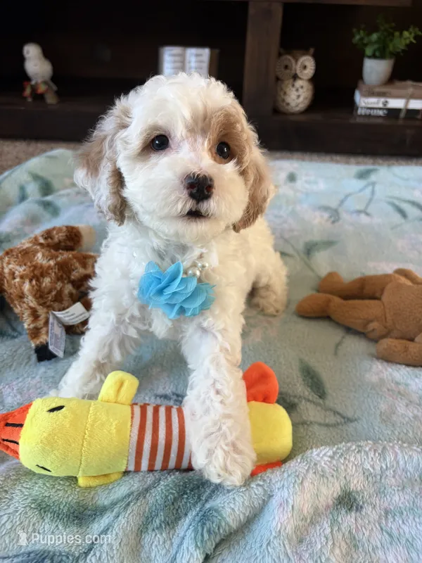 Daisy  – Cockapoo, Poodle - Toy  puppy for sale in Berrien Springs, MI