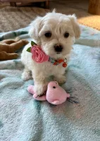 Molly, a female Maltipoo and Poodle - Toy  for sale in Berrien Springs, MI – 2 of 4