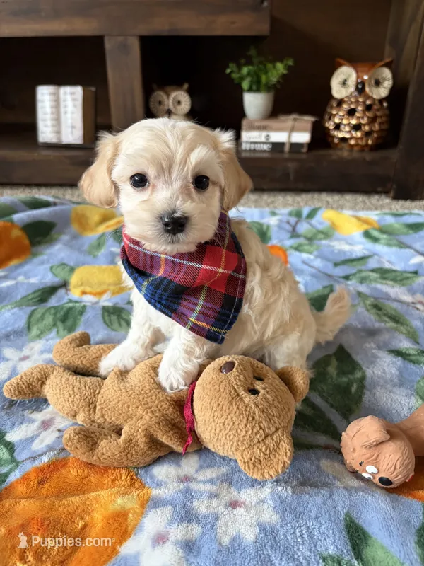 Charlie – Maltese, Poodle - Toy  puppy for sale in Berrien Springs, MI
