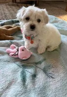 Molly, a female Maltipoo and Poodle - Toy  for sale in Berrien Springs, MI – 3 of 4