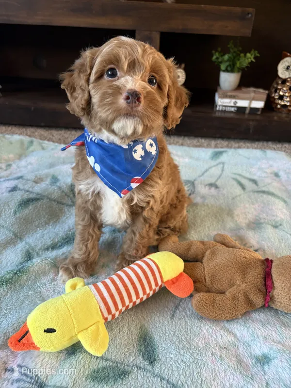 Teddy  – Cockapoo, Poodle - Toy  puppy for sale in Berrien Springs, MI