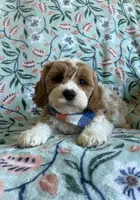 Charlie , a male Cavapoo and Poodle - Toy  for sale in Berrien Springs, MI – 2 of 2