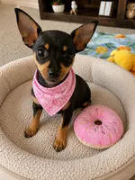 Mia , a female Chihuahua and Miniature Pinscher for sale in Berrien Springs, MI – 2 of 3