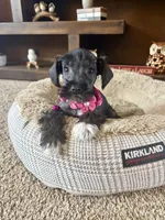 Maggie , a female Miniature Schnauzer for sale in Berrien Springs, MI – Photo 2 of 2