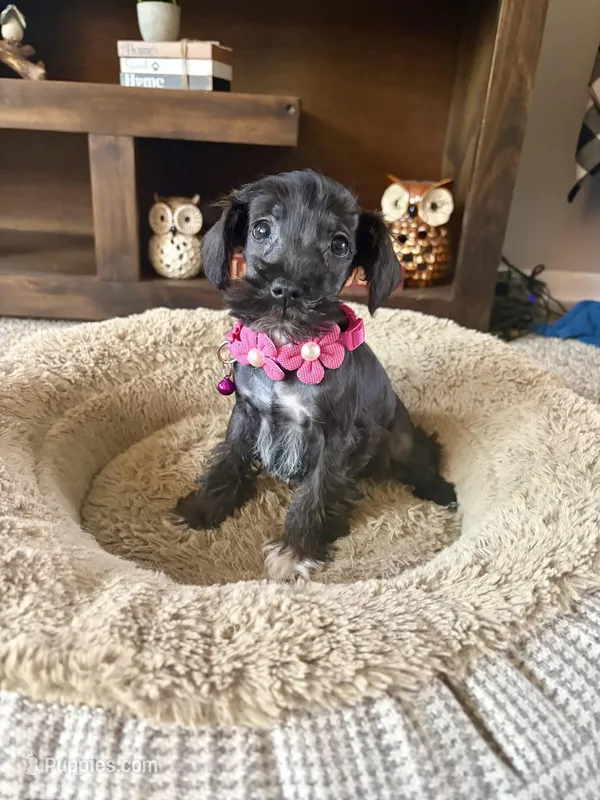 Maggie  – Miniature Schnauzer puppy for sale in Berrien Springs, MI