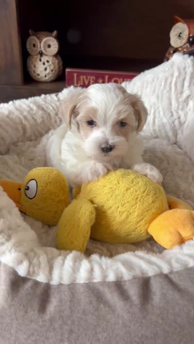 Milo, a male Maltese and Poodle - Toy  for sale in Berrien Springs, MI – 3 of 3
